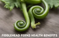 fiddlehead ferns health benefits