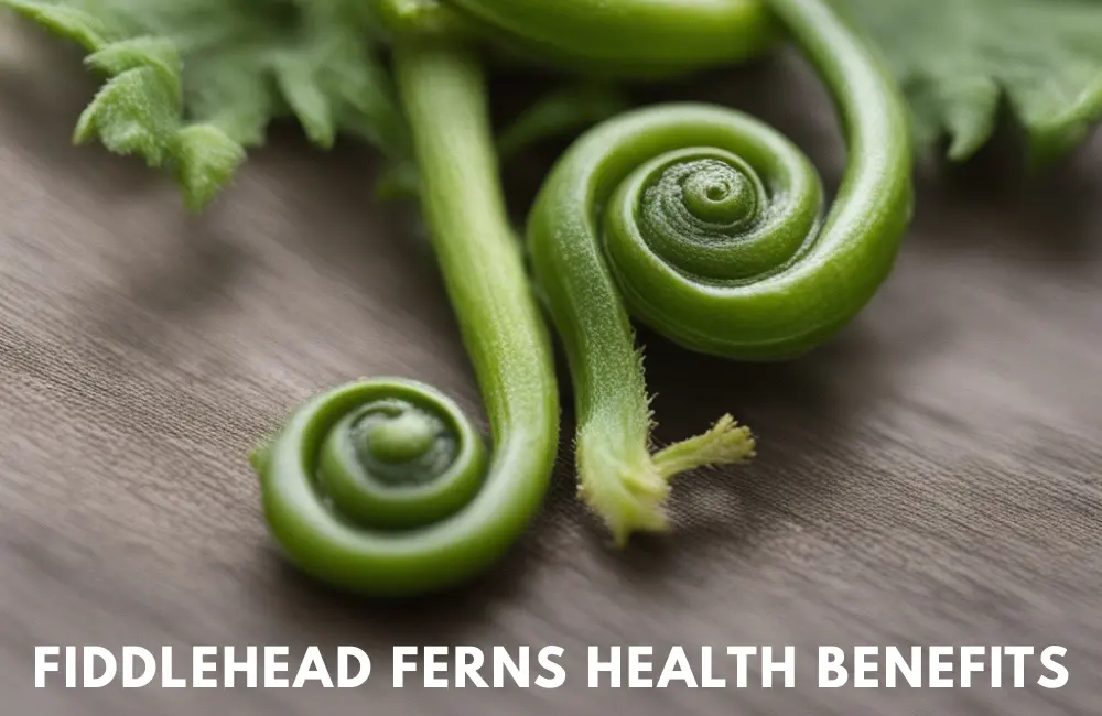 fiddlehead ferns health benefits
